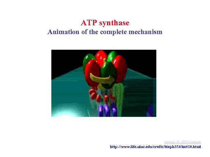 ATP synthase Animation of the complete mechanism Lecture 10, ATP synthase http: //www. life.