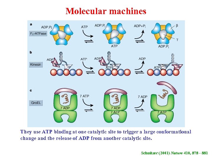 Molecular machines They use ATP binding at one catalytic site to trigger a large
