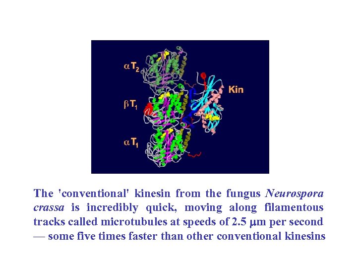 The 'conventional' kinesin from the fungus Neurospora crassa is incredibly quick, moving along filamentous