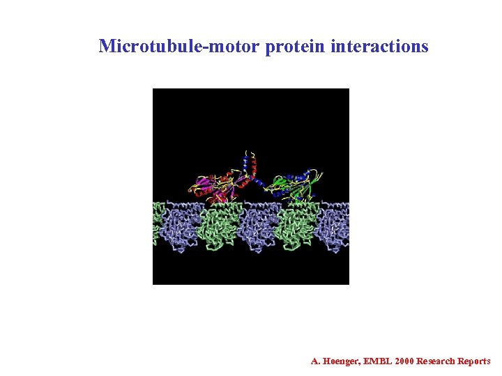 Microtubule-motor protein interactions A. Hoenger, EMBL 2000 Research Reports 