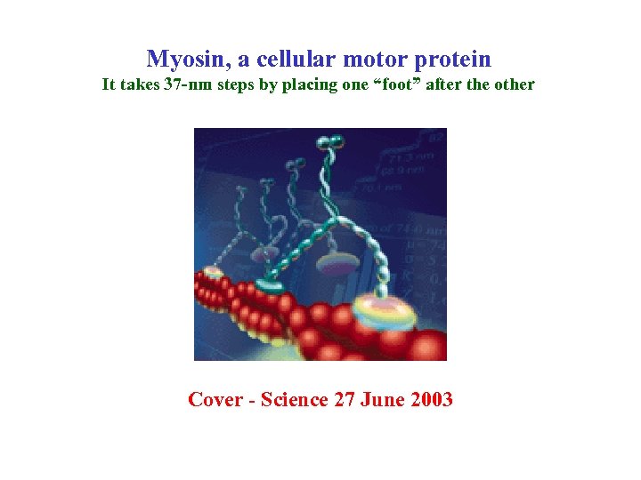 Myosin, a cellular motor protein It takes 37 -nm steps by placing one “foot”