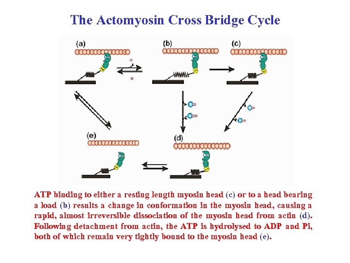 The Actomyosin Cross Bridge Cycle ATP binding to either a resting length myosin head