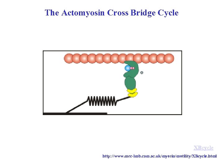 The Actomyosin Cross Bridge Cycle XBcycle http: //www. mrc-lmb. cam. ac. uk/myosin/motility/XBcycle. html 