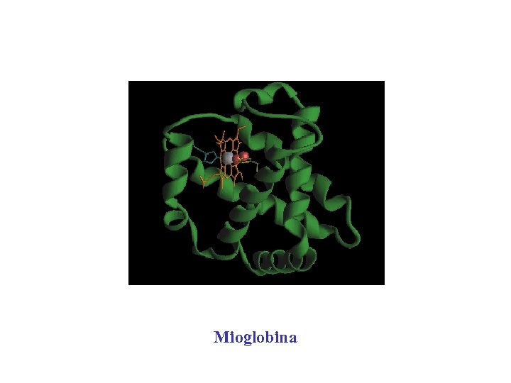 Mioglobina 