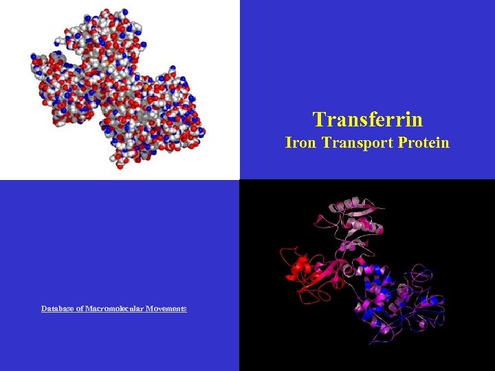 Transferrin Iron Transport Protein Database of Macromolecular Movements 