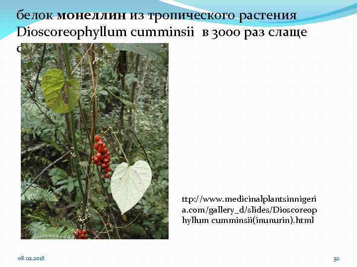 белок монеллин из тропического растения Dioscoreophyllum cumminsii в 3000 раз слаще сахарозы ttp: //www.