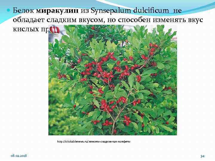  Белок миракулин из Synsepalum dulcificum не обладает сладким вкусом, но способен изменять вкус