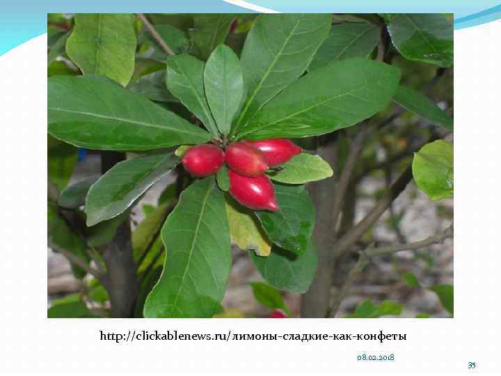http: //clickablenews. ru/лимоны-сладкие-как-конфеты 08. 02. 2018 35 