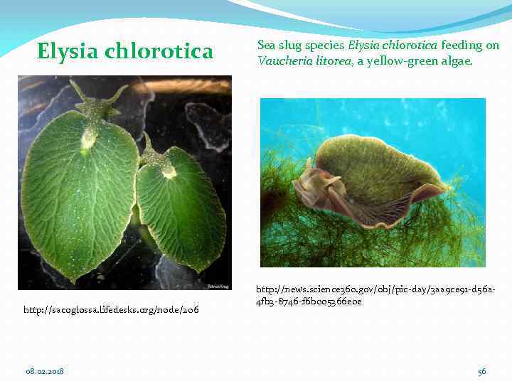 Elysia chlorotica http: //sacoglossa. lifedesks. org/node/206 08. 02. 2018 Sea slug species Elysia chlorotica