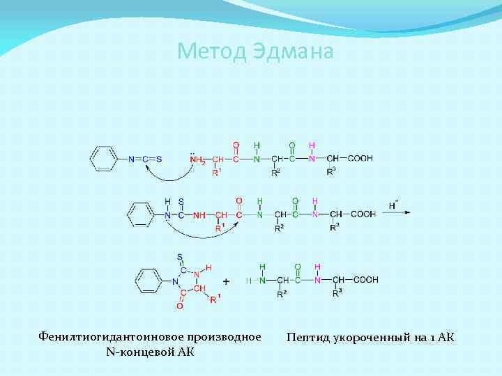 Метод Эдмана Фенилтиогидантоиновое производное N-концевой АК Пептид укороченный на 1 АК 