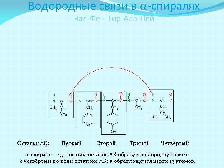 Водородные связи в a-спиралях -Вал-Фен-Тир-Ала-Лей- Остатки АК: Первый Второй Третий Четвёртый a-спираль – 413