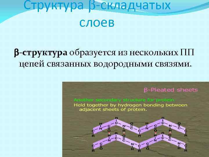 Структура b-складчатых слоев b-структура образуется из нескольких ПП цепей связанных водородными связями. 