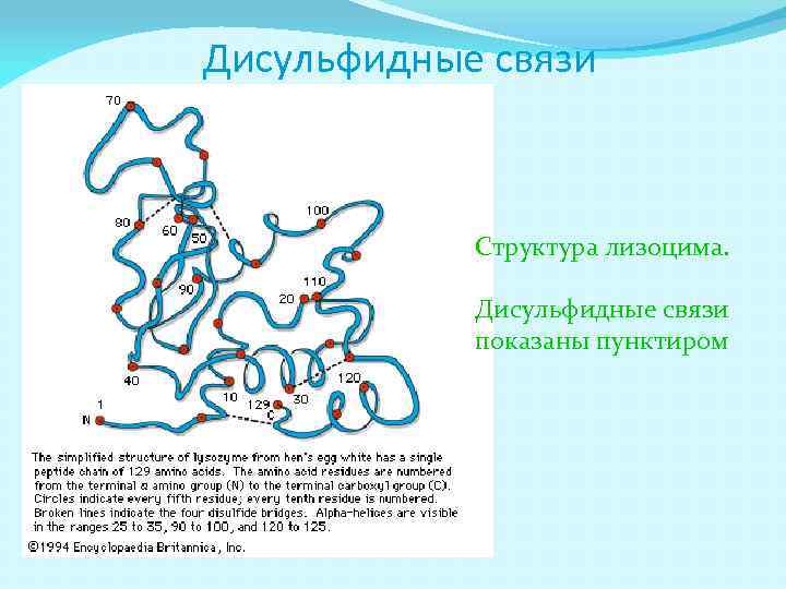 Дисульфидные связи Структура лизоцима. Дисульфидные связи показаны пунктиром 