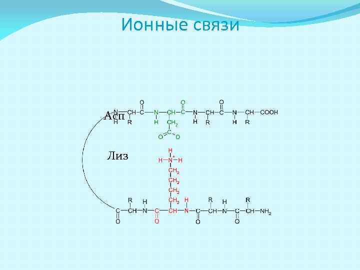 Ионные связи Асп Лиз 