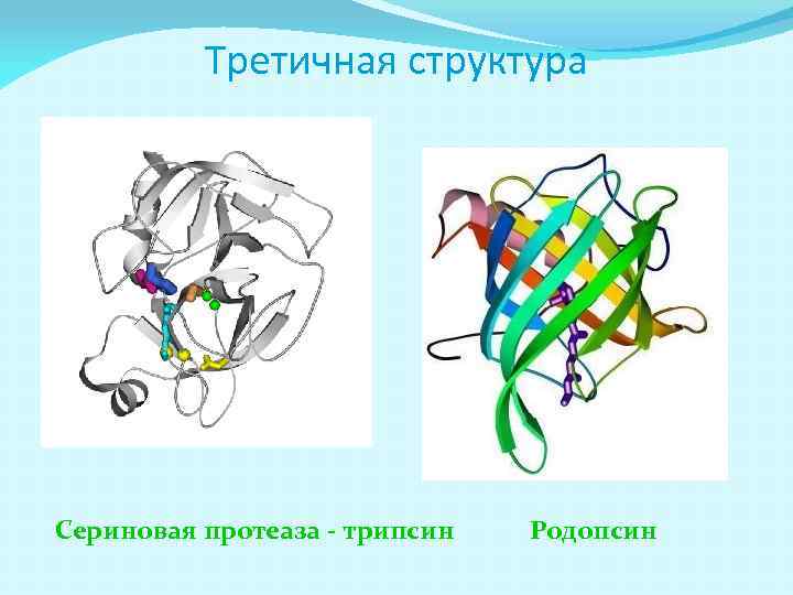 Третичная структура Сериновая протеаза - трипсин Родопсин 