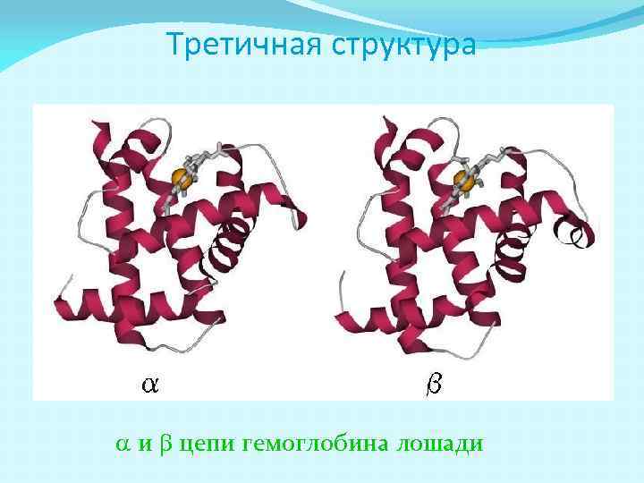 Третичная структура a и b цепи гемоглобина лошади 