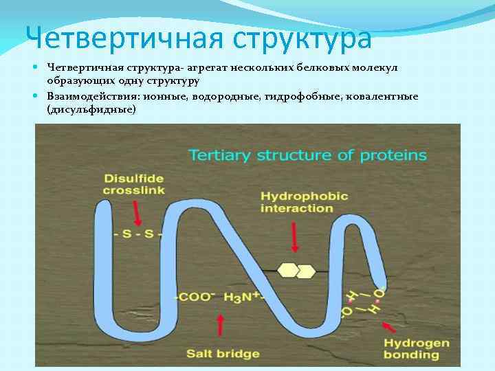 Четвертичная структура Четвертичная структура- агрегат нескольких белковых молекул образующих одну структуру Взаимодействия: ионные, водородные,