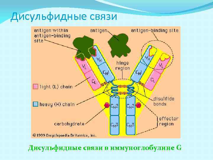 Дисульфидные связи в иммуноглобулине G 