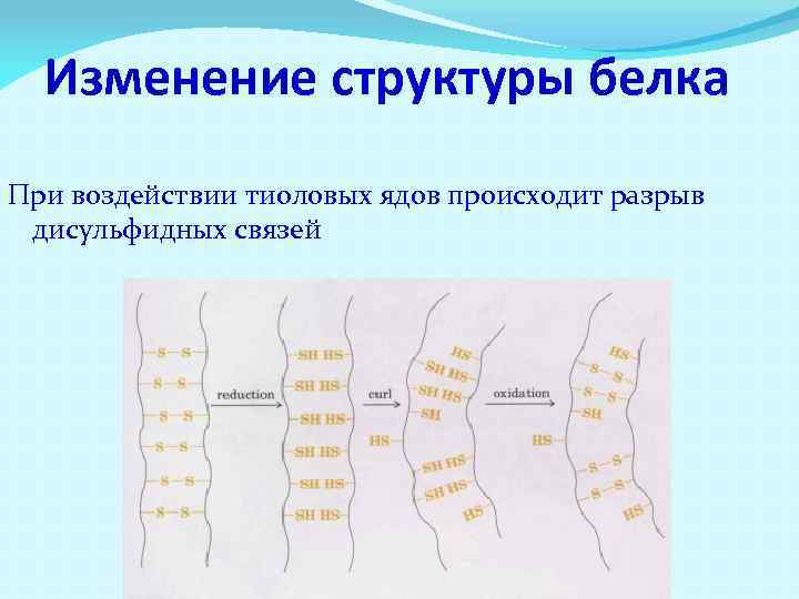 Изменение структуры белка При воздействии тиоловых ядов происходит разрыв дисульфидных связей 