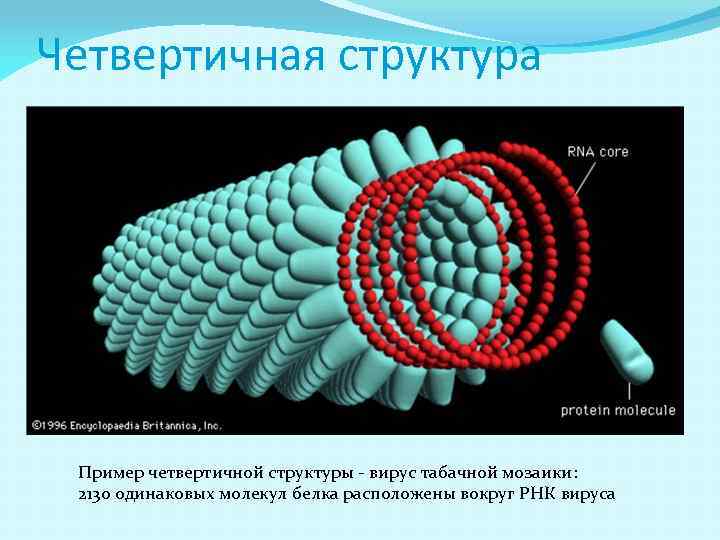 Четвертичная структура Пример четвертичной структуры - вирус табачной мозаики: 2130 одинаковых молекул белка расположены