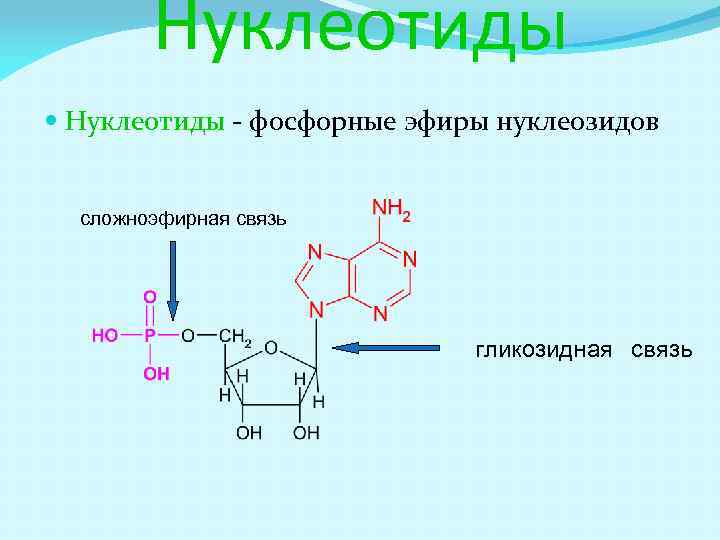 Адениловый нуклеотид содержит. Нуклеотиды. Адениловый нуклеотид. Связи в нуклеотидах. Сложноэфирная связь в нуклеотидах.