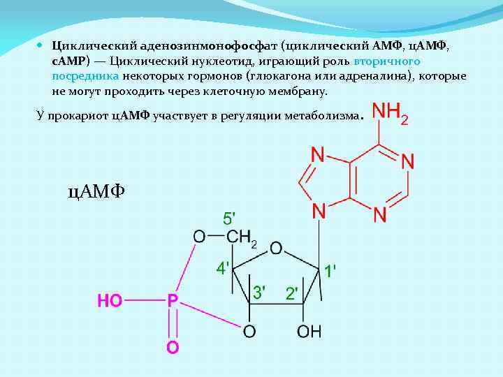 Нуклеотид прокариот. 5 Аденозинмонофосфат формула. Аденозин 3 5 монофосфат формула.