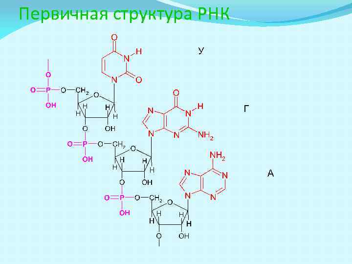 Первичная структура РНК У Г А 