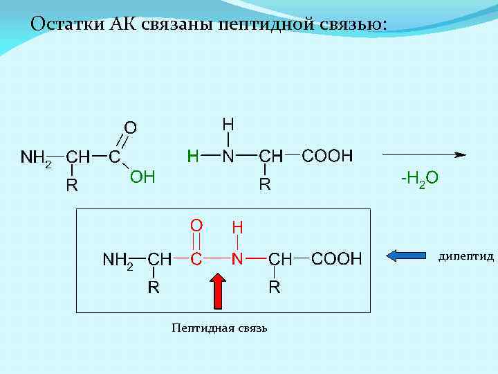 Выберите изображение пептидной связи