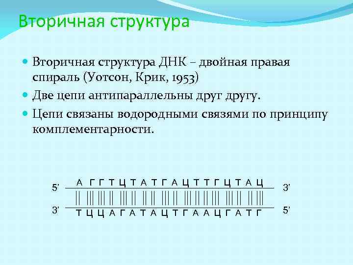 Вторичная структура ДНК – двойная правая спираль (Уотсон, Крик, 1953) Две цепи антипараллельны другу.