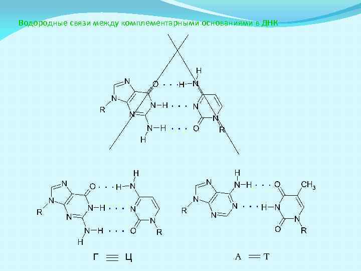 Водородные связи между комплементарными основаниями в ДНК Г Ц А Т 
