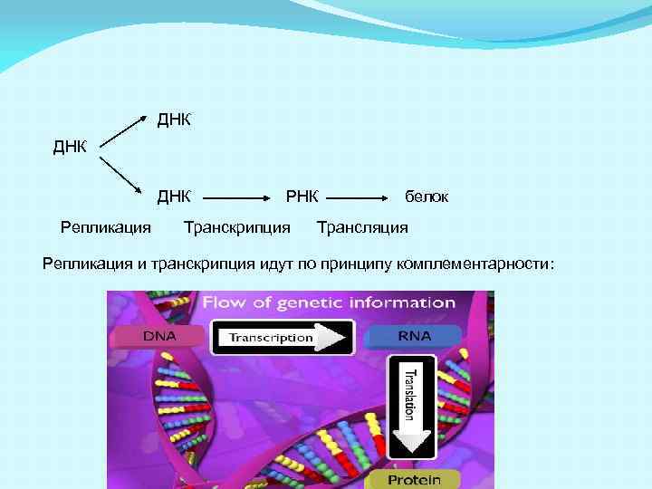 ДНК пептид. Репликация и транскрипция ДНК. Транскрипция по принципу комплементарности. Пептиды и их заряд.