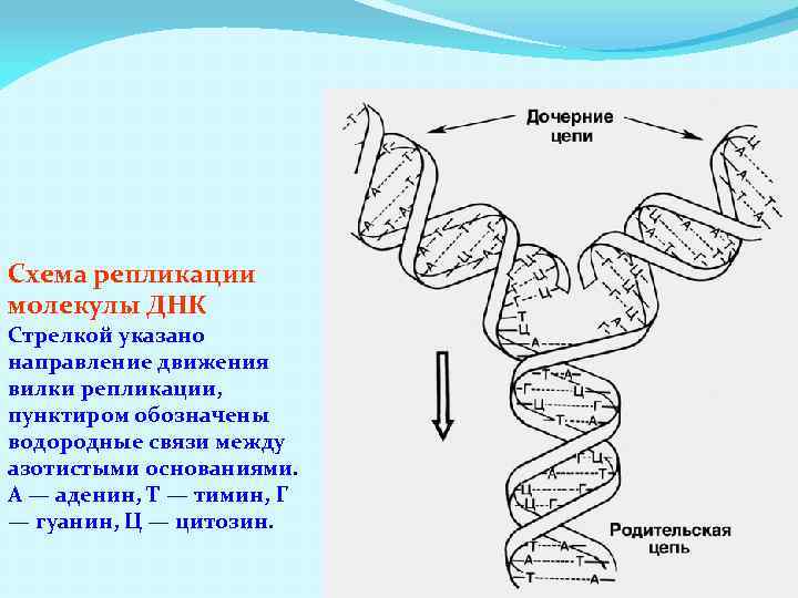 Схема репликации молекулы ДНК Стрелкой указано направление движения вилки репликации, пунктиром обозначены водородные связи