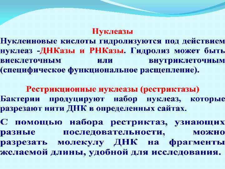 Тем паче что. Нуклеаза. Нуклеаза функции. Нуклеазы механизм действия. Нуклеаза фермент.