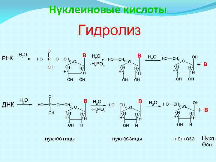 Нуклеиновые кислоты Гидролиз РНК ДНК нуклеотиды нуклеозиды пентоза Нукл. Осн. 