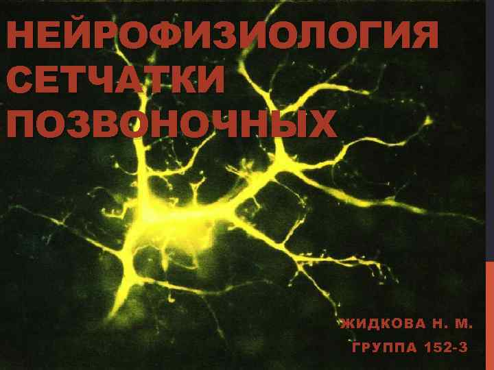 НЕЙРОФИЗИОЛОГИЯ СЕТЧАТКИ ПОЗВОНОЧНЫХ ЖИДКОВА Н. М. ГРУППА 152 -3 