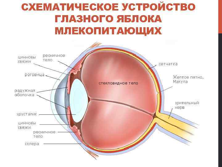 СХЕМАТИЧЕСКОЕ УСТРОЙСТВО ГЛАЗНОГО ЯБЛОКА МЛЕКОПИТАЮЩИХ 