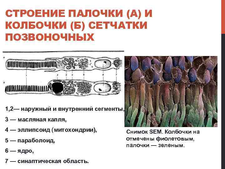 СТРОЕНИЕ ПАЛОЧКИ (А) И КОЛБОЧКИ (Б) СЕТЧАТКИ ПОЗВОНОЧНЫХ 1, 2— наружный и внутренний сегменты,