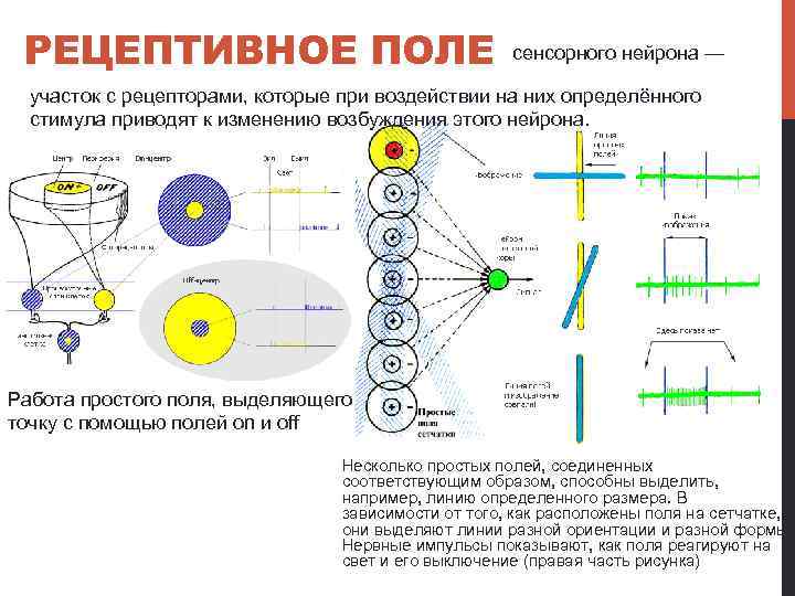 Рецептивное поле. Рецептивное поле (поле рецепторов). Рецептивные поля нейронов физиология. Строение зрительных рецептивных полей сетчатки глаза. Рецептивные поля нейронов сетчатки.