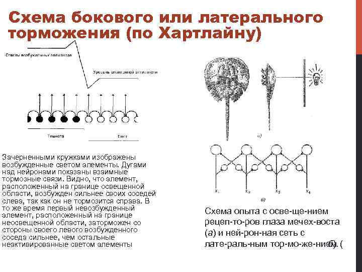 Схема бокового или латерального торможения (по Хартлайну) Зачерненными кружками изображены возбужденные светом элементы. Дугами