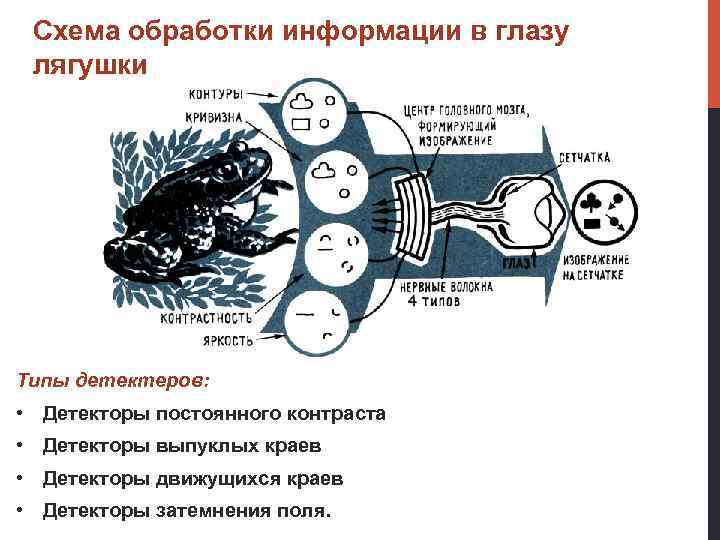 Схема обработки информации в глазу лягушки Типы детектеров: • Детекторы постоянного контраста • Детекторы