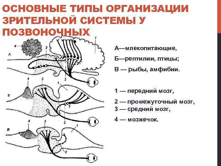 ОСНОВНЫЕ ТИПЫ ОРГАНИЗАЦИИ ЗРИТЕЛЬНОЙ СИСТЕМЫ У ПОЗВОНОЧНЫХ А—млекопитающие, Б—рептилии, птицы; В — рыбы, амфибии.