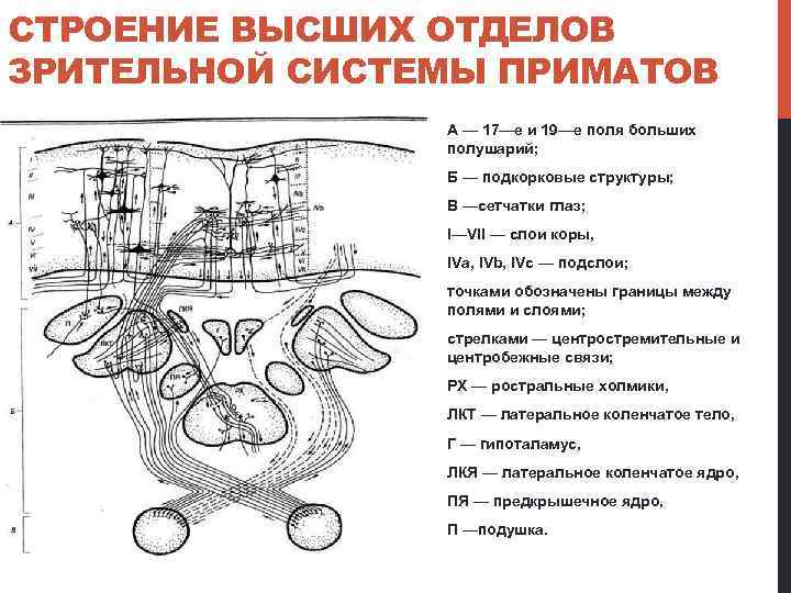 СТРОЕНИЕ ВЫСШИХ ОТДЕЛОВ ЗРИТЕЛЬНОЙ СИСТЕМЫ ПРИМАТОВ А — 17—е и 19—е поля больших полушарий;