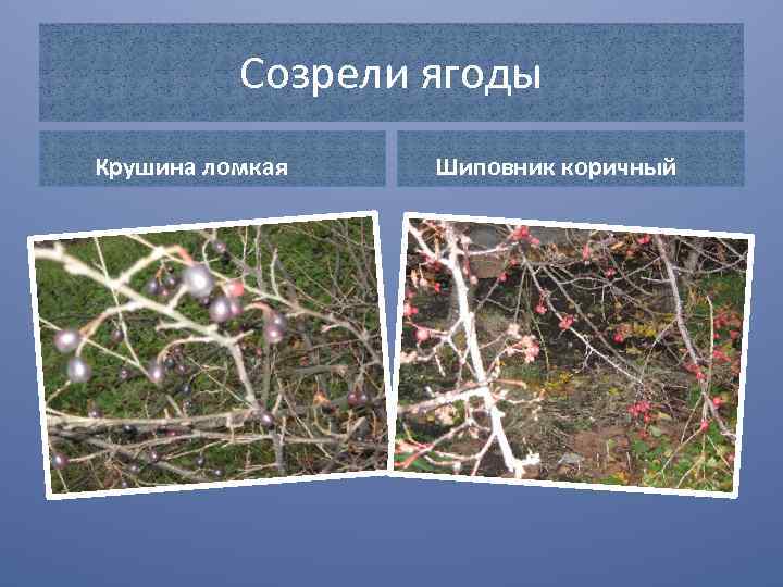 Созрели ягоды Крушина ломкая Шиповник коричный 