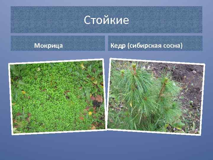 Стойкие Мокрица Кедр (сибирская сосна) 