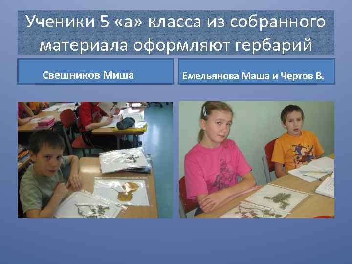 Ученики 5 «а» класса из собранного материала оформляют гербарий Свешников Миша Емельянова Маша и