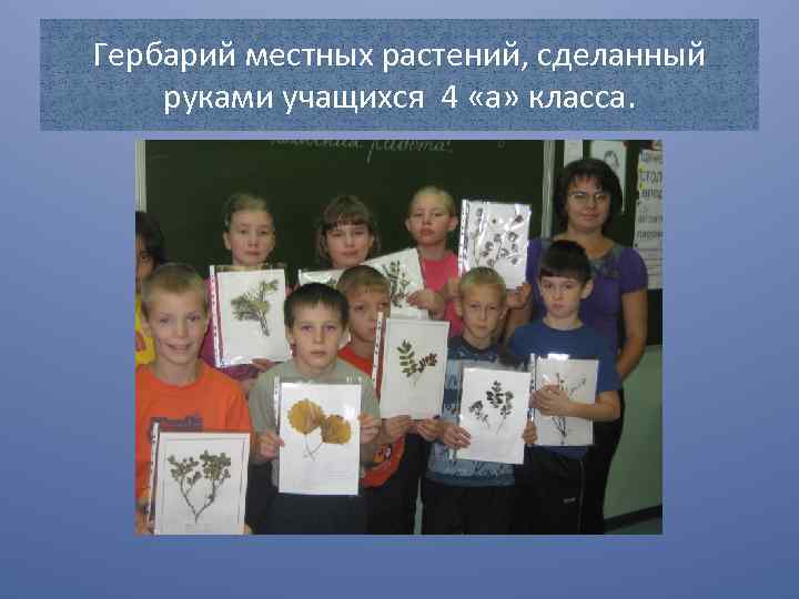 Гербарий местных растений, сделанный руками учащихся 4 «а» класса. 
