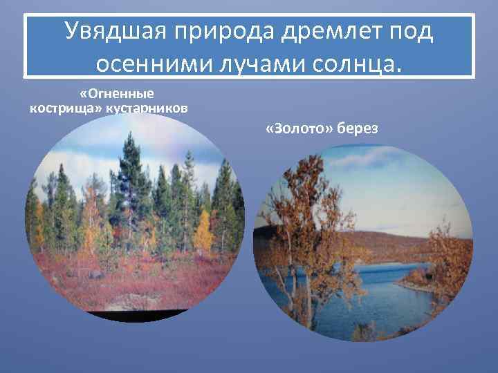 Увядшая природа дремлет под осенними лучами солнца. «Огненные кострища» кустарников «Золото» берез 