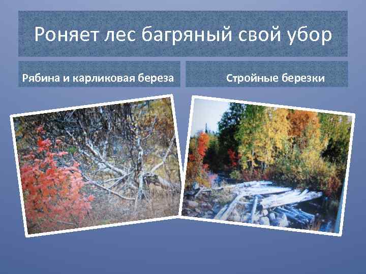 Роняет лес багряный свой убор Рябина и карликовая береза Стройные березки 