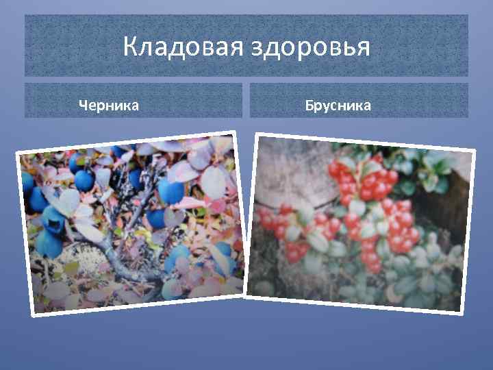 Кладовая здоровья Черника Брусника 