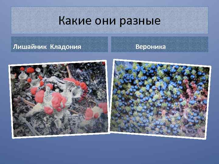 Какие они разные Лишайник Кладония Вероника 